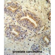 Spliceosome-Associated Protein CWC15 Homolog (CWC15) Antibody