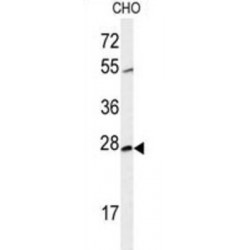 Spliceosome-Associated Protein CWC15 Homolog (CWC15) Antibody