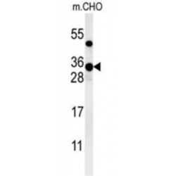 Zinc Finger CCHC Domain-Containing Protein 24 (ZCH24) Antibody