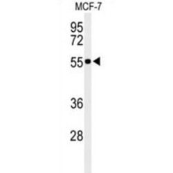 Pre-mRNA-Processing Factor 19 (PRPF19) Antibody