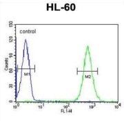 MILK2 Antibody