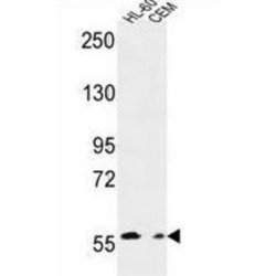 MILK2 Antibody