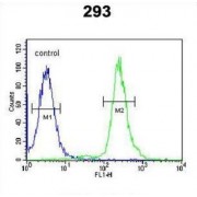 Guanylate-Binding Protein 7 (GBP7) Antibody