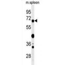 Guanylate-Binding Protein 7 (GBP7) Antibody