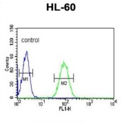 Nuclear Autoantigenic Sperm Protein (NASP) Antibody