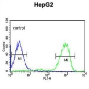 Medium-Wave-Sensitive Opsin 1 (OPN1MW) Antibody
