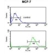 Immunity-Related GTPase Family Q Protein (IRGQ) Antibody