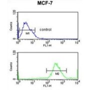 Immunity-Related GTPase Family Q Protein (IRGQ) Antibody