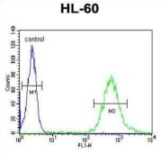 WD And Tetratricopeptide Repeats Protein 1 (WDTC1) Antibody
