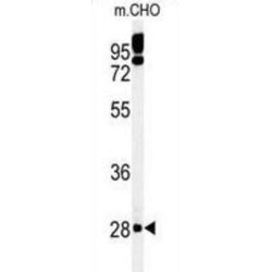 PTPLB Antibody