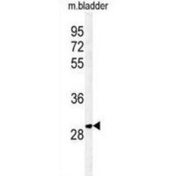 PTPLB Antibody