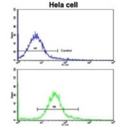 Carbonic Anhydrase 9 (CA9) Antibody