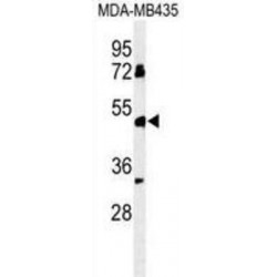 Butyrophilin-Like Protein 8 (BTNL8) Antibody