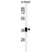 WB analysis of Mouse heart tissue lysates (35 µg/ml), using Coiled-Coil Domain Containing 42 (CCDC42) Antibody.