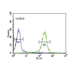 Folate Receptor Beta (FOLR2) Antibody