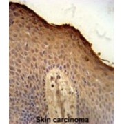 Isthmin 1 (ISM1) Antibody