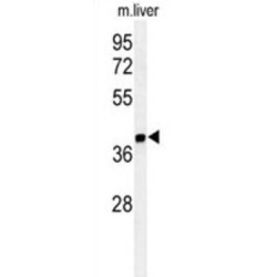 Isthmin 1 (ISM1) Antibody