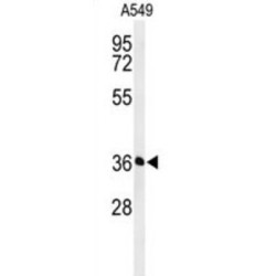Proteasomal ATPase-Associated Factor 1 (PAAF1) Antibody