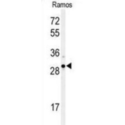 X-Box-Binding Protein 1 (XBP1) Antibody