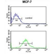Glucose-6-Phosphate Dehydrogenase (G6PD) Antibody