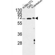 cAMP-Responsive Element-Binding Protein-Like 1 (CREBL1) Antibody