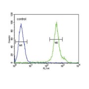 Adiponectin Receptor 2 (ADIPOR2) Antibody