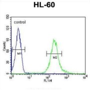 FK506 Binding Protein Like (FKBPL) Antibody