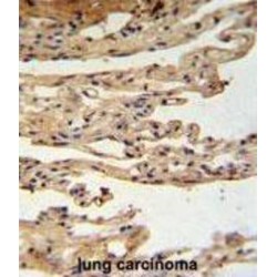 FK506 Binding Protein Like (FKBPL) Antibody
