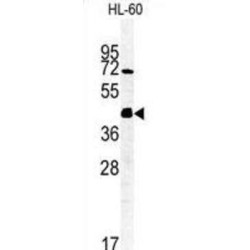 FK506 Binding Protein Like (FKBPL) Antibody