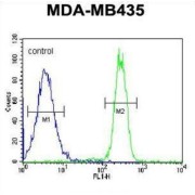 SAGA Complex Associated Factor 29 (SGF29) Antibody