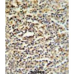 SAGA Complex Associated Factor 29 (SGF29) Antibody