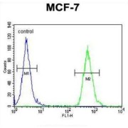 Alpha-Tocopherol Transfer Protein-Like (TTPAL) Antibody