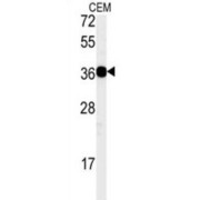 Western blot analysis of CEM cell lysates (35 µg/lane) using CMRF35-Like Molecule 7 / IREM-3 (CD300LB) Antibody.