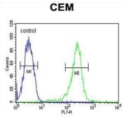 HAUS Augmin-Like Complex Subunit 5 (HAUS5) Antibody