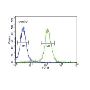 Neuropeptide FF (NPFF) Antibody