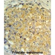RNASEK Antibody