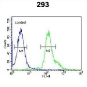 R-Spondin 2 (RSPO2) Antibody