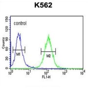 Reticulon-4 Receptor-Like 1 (RTN4RL1) Antibody