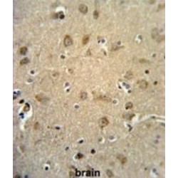 Reticulon-4 Receptor-Like 1 (RTN4RL1) Antibody