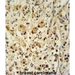 Small Cell Adhesion Glycoprotein (SMAGP) Antibody