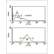 Polyprenol Reductase (SRD5A3) Antibody