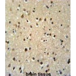 Teashirt Homolog 2 (TSH2) Antibody