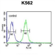 WD Repeat-Containing Protein 73 (WDR73) Antibody