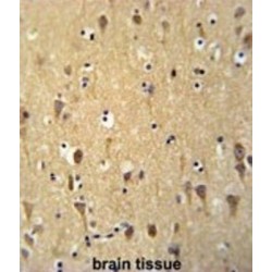 WD Repeat-Containing Protein 73 (WDR73) Antibody