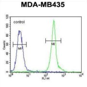 CD63 Antigen (CD63) Antibody