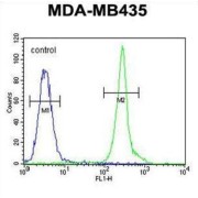 Tetraspanin 30 / TSPAN30 (CD63) Antibody