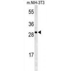 BTB/POZ Domain-Containing Protein KCTD21 (KCTD21) Antibody