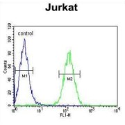 Axin-2 (AXIN2) Antibody