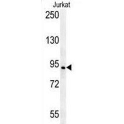 Axin-2 (AXIN2) Antibody