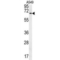 DExH-Box Helicase 58 (DHX58) Antibody